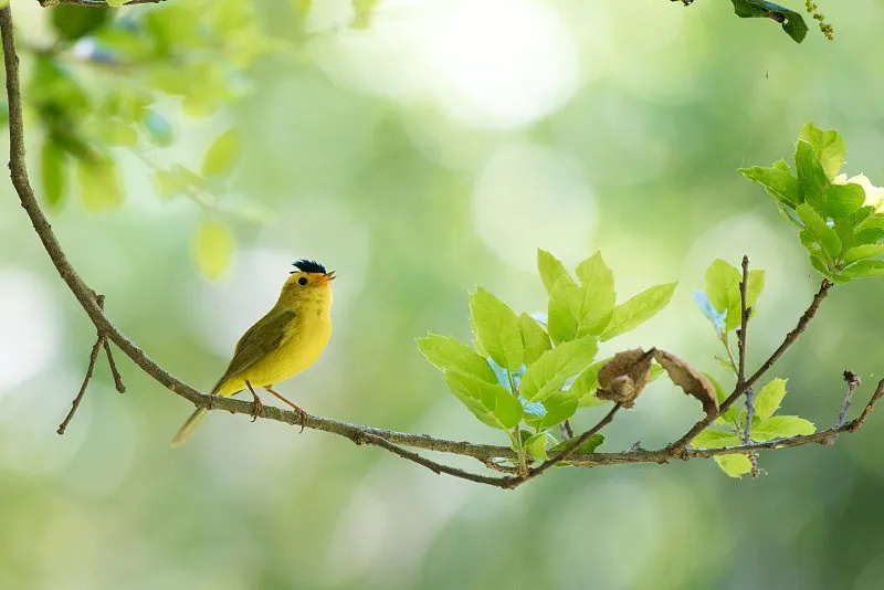 夏日森林场景：阳光穿过茂密树叶，鸟在枝头鸣叫，营造自然清新的冥想环境